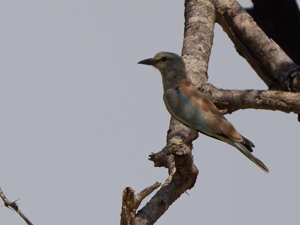 <h3><a href="/trips/tanzania/biota/animalia/chordata/aves/037 coraciiformes/001 coraciidae/coracias garrulus/coracias garrulus-nl.html">Coracias&nbsp;garrulus</a> / European&nbsp;roller / Scharrelaar</h3>OM-1 Mark II met OLYMPUS M.150-400mm F4.5, 1/2000 sec  bij F4.5, ISO 320, afstand 48.5&nbsp;m